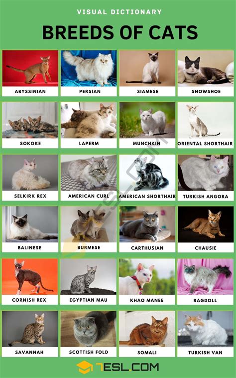 cat breeds list with pictures